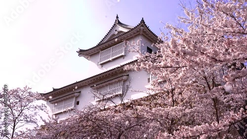 日本の岡山県、鶴山公園の津山城備中櫓と桜吹雪。