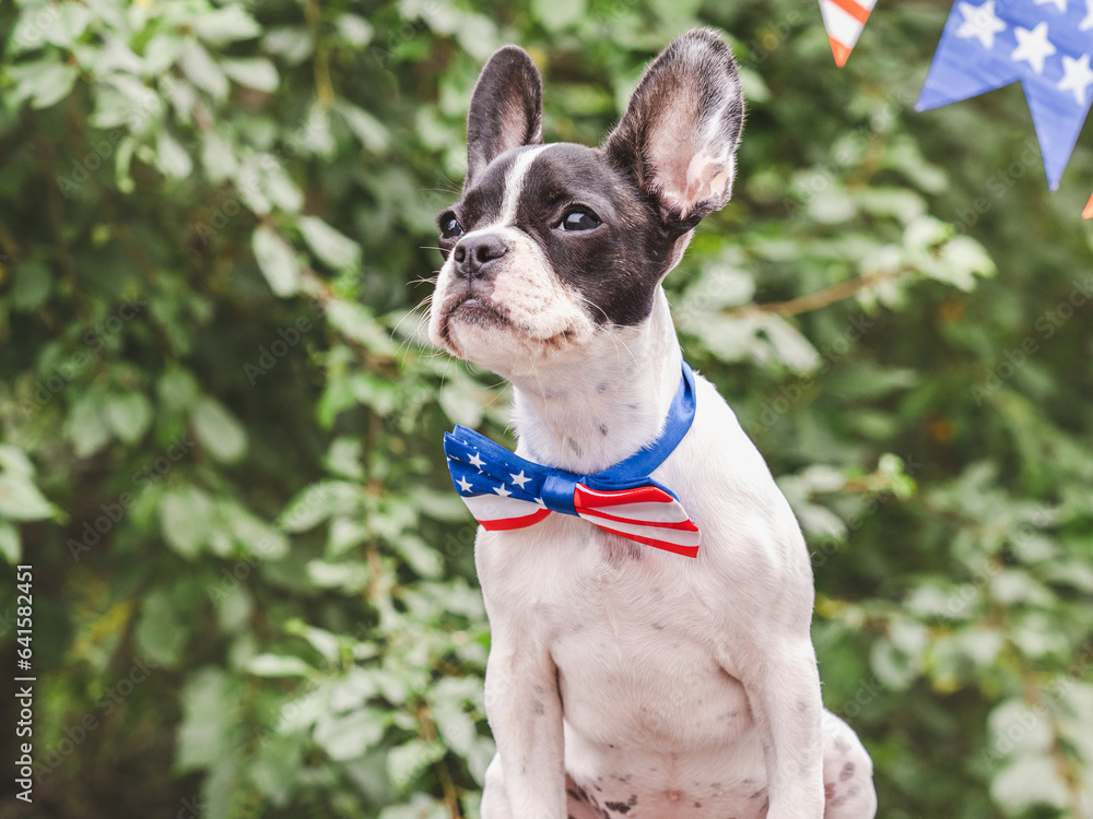 Charming puppy, bow-tie in the colors of the American Flag and green trees. Close-up, outdoor. Congratulations for family, loved ones, friends and colleagues. Pets care concept