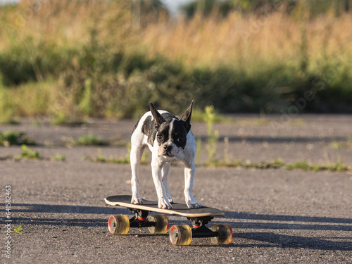 Cute puppy riding a skateboard. Clear, sun day. Close-up, outdoor. Day light. Concept of care, education, obedience training and raising pets