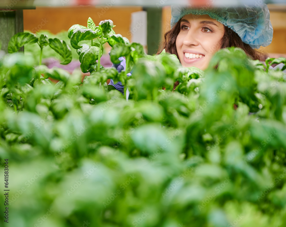 Close up of cheerful female gardener in disposable cap looking at basil plant and smiling. Young woman controlling growth of culinary leafy herb in greenhouse. Close up of cheerful female gardener in disposable cap looking at basil plant and smiling. Young woman controlling growth of culinary leafy herb in greenhouse.