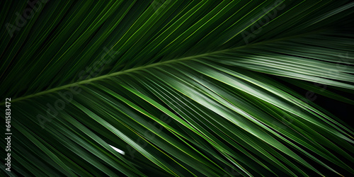 close-up of beautiful palm leaves in a wild tropical palm garden, dark green palm leaf texture concept full framed © sam
