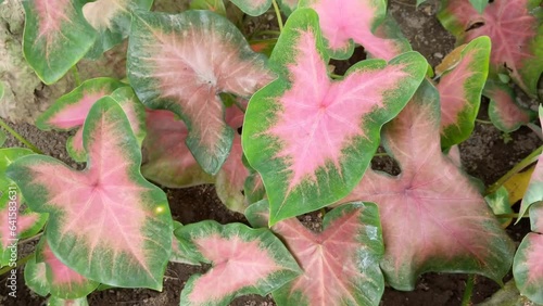Pink leaf caladium, rainbow abstract caladium plants photo