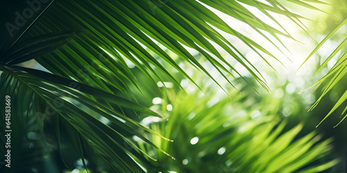 close-up of lush green tropical vegetation jungle with palm leaves in sunshine, beauty in nature banner concept for wallpaper © sam