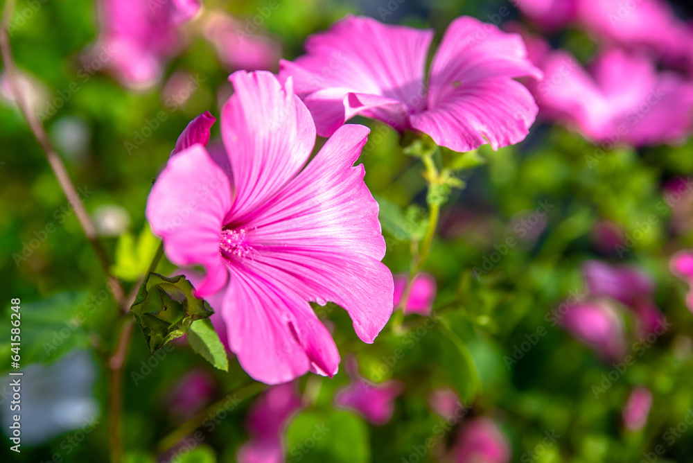 Pink lavater flowers on a green natural background
Pink lavater flowers on a green natural background