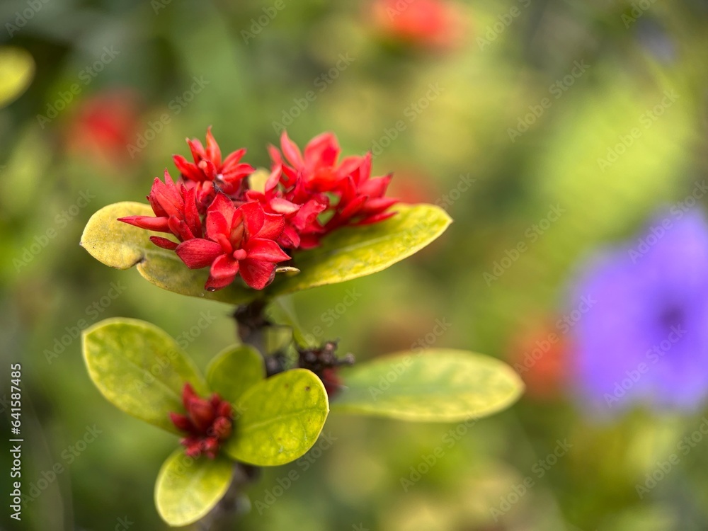 Close up view of red Chinese Ixora or Ixora Chinensis flower with blur background. Macro photography Close up view of red Chinese Ixora or Ixora Chinensis flower with blur background. Macro photography
