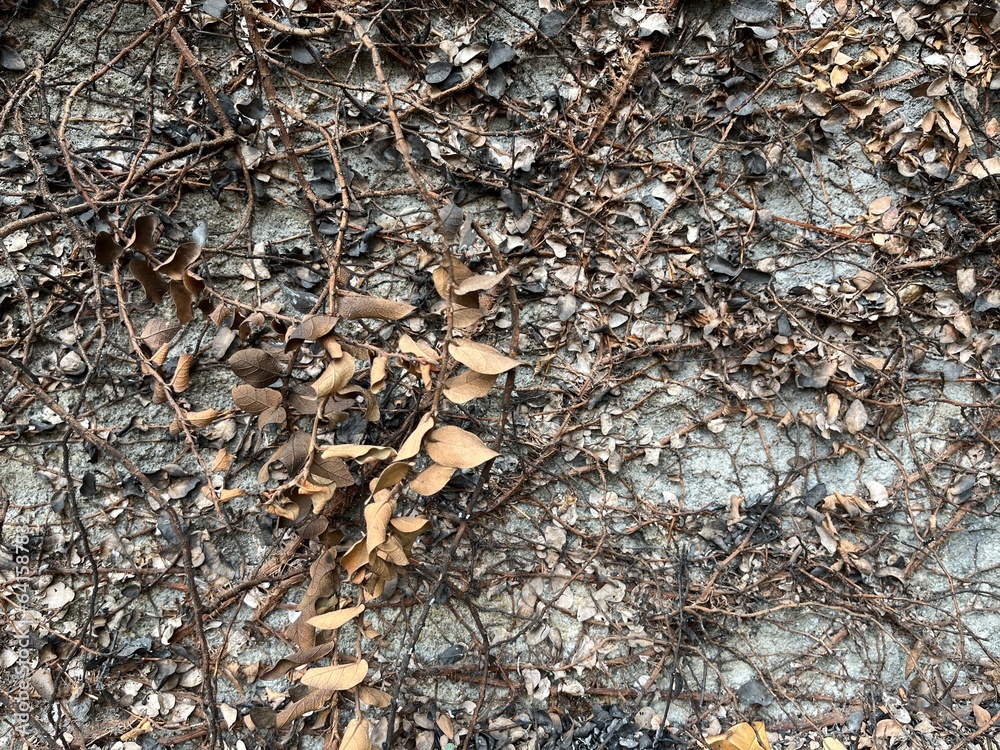 Background of burned leaves and stems vine in front of grey concrete wall