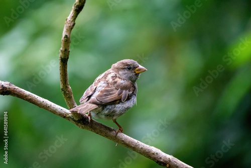 A selective focus shot of a sparrow sitting on a thick branch, birds in the wild, forest, look orange, green.