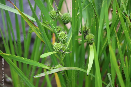 Sparganium erectum. Wild aquatic plants Typhaceae, growing on the pond. photo