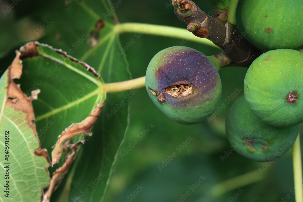 Hailstones holes and damges on fig tree with fruits and leaves after a