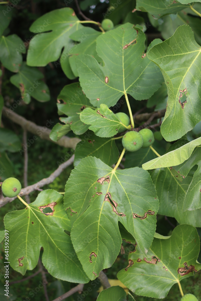 Hailstones holes and damges on fig tree with fruits and leaves after a