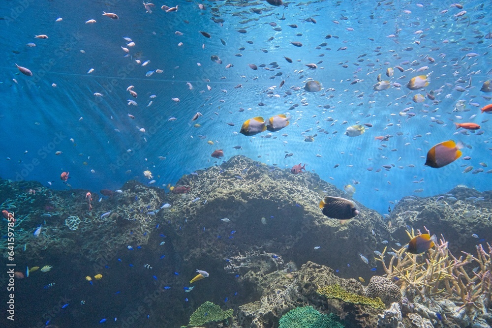 Fototapeta premium 水族館