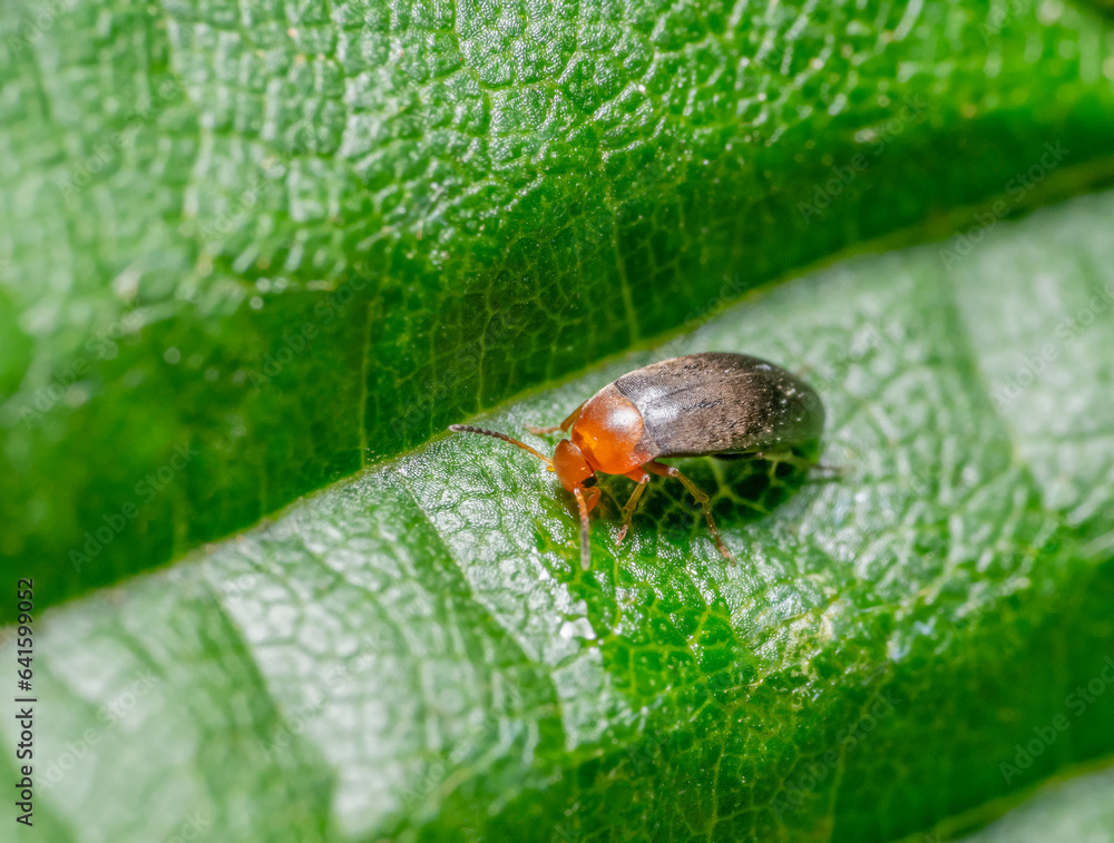 Fototapeta premium Anaspis beetle