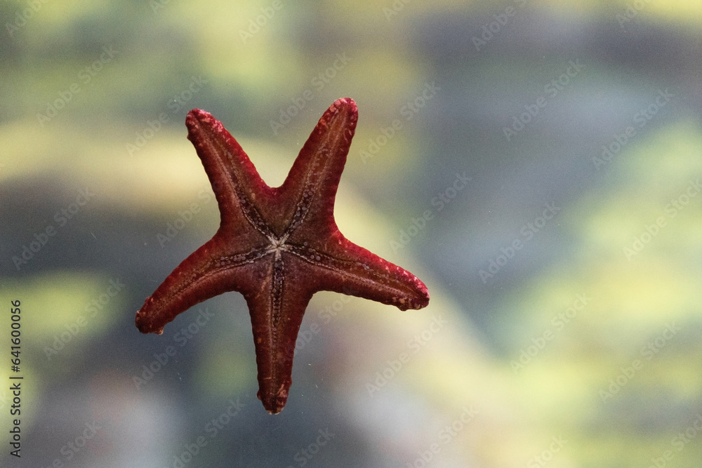 The caribbean starfish on glass, Asterias rubens The caribbean starfish on glass, Asterias rubens
