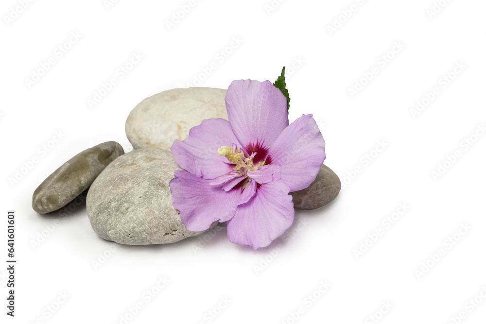 flowers rocks pebbles hibiscus isolated background flowers rocks pebbles hibiscus isolated background