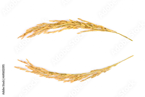 Paddy isolated on white background. (Thai Jasmine rice)