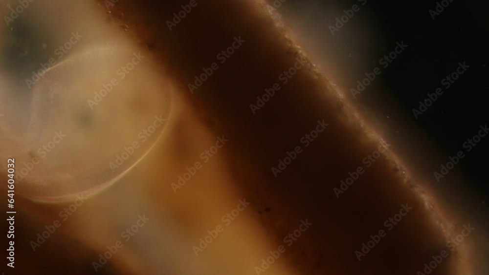 Study of Protozoa, Algae and bacteria under the microscope for ...