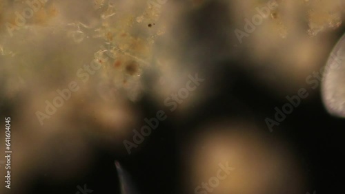 Study of Protozoa, Algae and bacteria under the microscope for education.