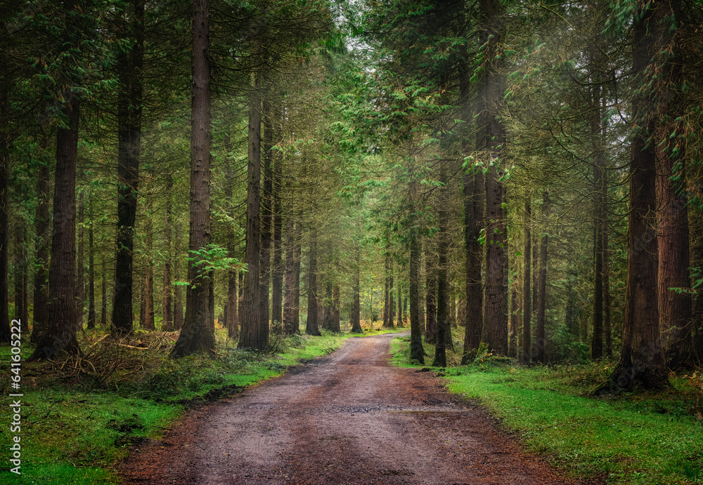 Obraz premium Bosques de Cantabria