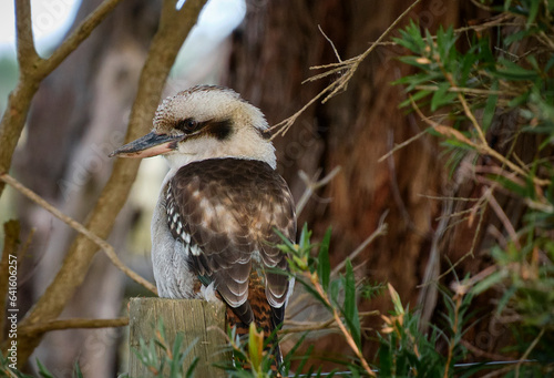 Kookaburra sitting on a wooden post