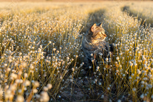 Photography Tabby exploring nature in a field with grass flowers
