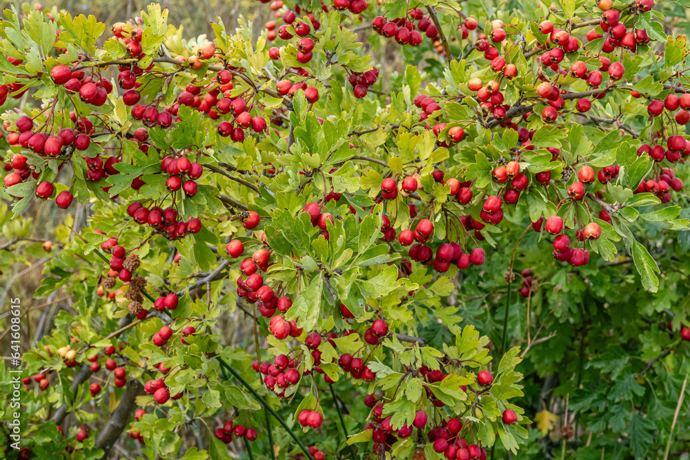 Crataegus monogyna. Hawthorn, quickthorn quickset with its red berries.
