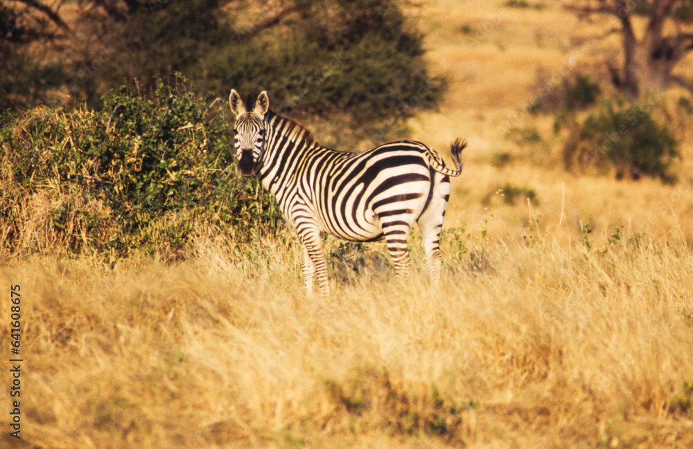 Obraz premium Zebras are easily recognised by their bold black-and-white striping patterns. The coat appears to be white with black stripes, as indicated by the belly and legs when unstriped, but the skin is black.