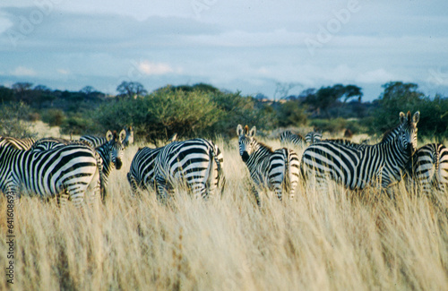 Zebras are easily recognised by their bold black-and-white striping patterns. The coat appears to be white with black stripes  as indicated by the belly and legs when unstriped  but the skin is black.