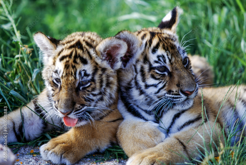 Obraz premium Tiger cubs are born blind and are completely dependent on their mother. Newborn tiger cubs weigh between 1.75 to 3.5 lbs. The tiger cubs' eyes will open sometime between six to twelve days.
