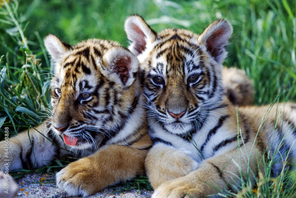 Fototapeta premium Tiger cubs are born blind and are completely dependent on their mother. Newborn tiger cubs weigh between 1.75 to 3.5 lbs. The tiger cubs' eyes will open sometime between six to twelve days.