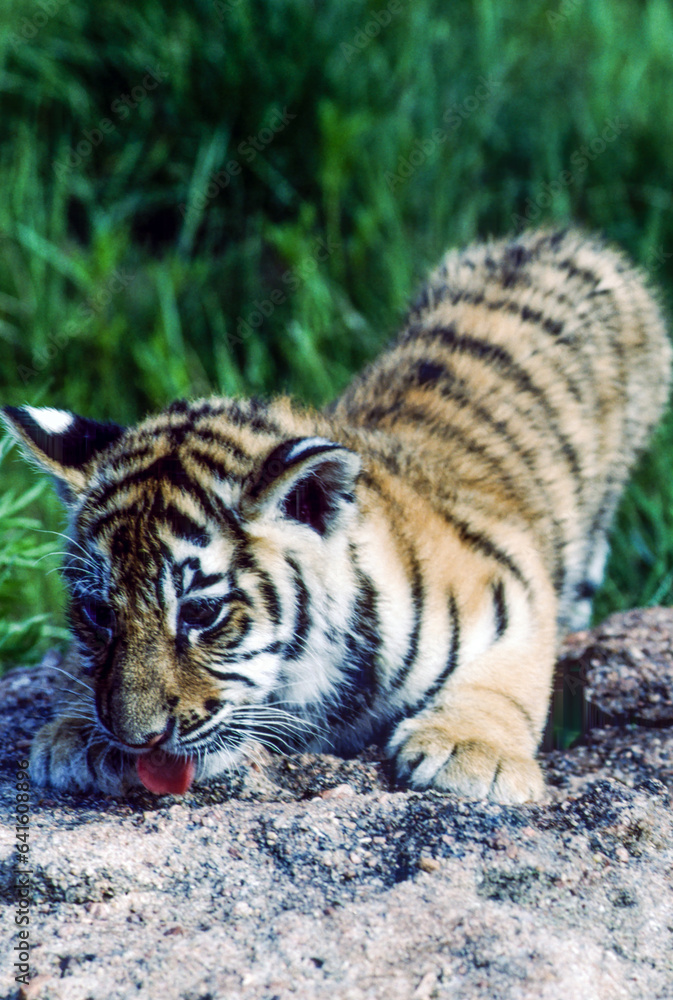 Obraz premium Tiger cubs are born blind and are completely dependent on their mother. Newborn tiger cubs weigh between 1.75 to 3.5 lbs. The tiger cubs' eyes will open sometime between six to twelve days.