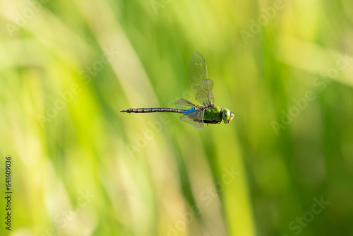 ギンヤンマの飛翔