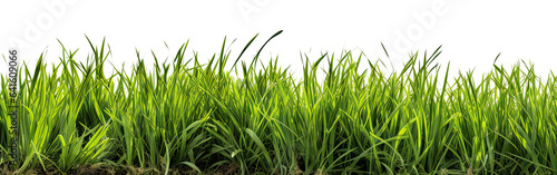 Grass in high definition isolated on a white background.