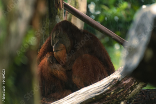 Portrait of Bornean Orangutan or Pongo pygmaeus photo