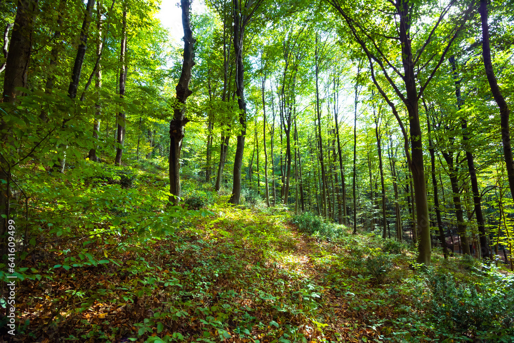 Lush forest view. Carbon net zero or carbon neutral concept photo Lush forest view. Carbon net zero or carbon neutral concept photo