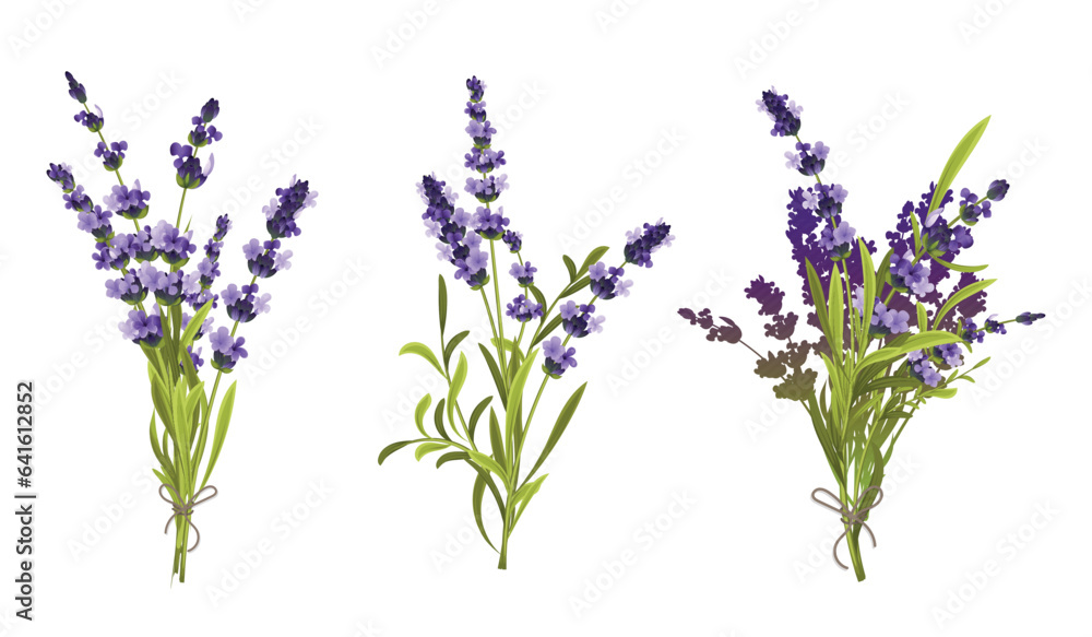 Fototapeta premium Lavender Floral Compositions
