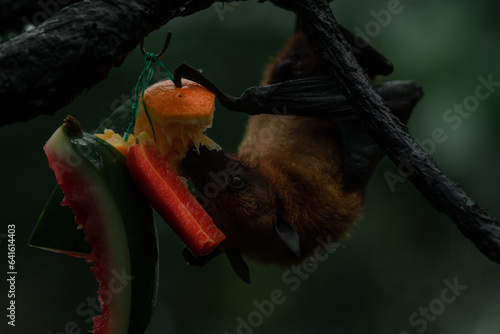 Close up malayan flying fox eating fruit