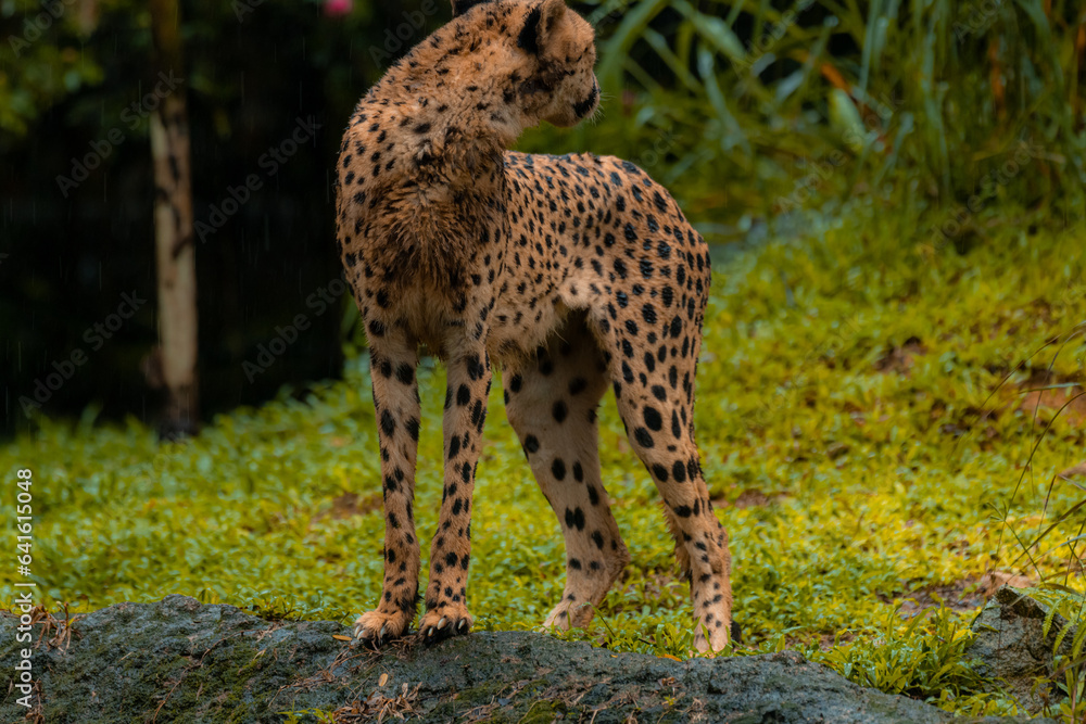 A cheetah standing alone in its natural habitat looking back, green background A cheetah standing alone in its natural habitat looking back, green background