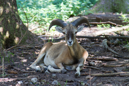 a mouflon