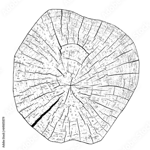 Wood texture cross section of tree rings. Cut slice of wooden stump isolated on white. Textured surface with rings and cracks. Black background made of hardwood from the forest. Vector illustration.