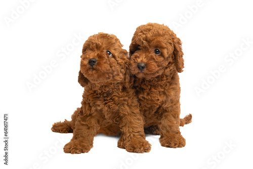Portrait of two toy poodle puppies sitting on a white background © zorandim75