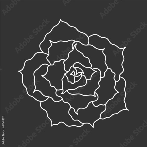 Succulent echeveria in doodle style, vector illustration. Desert flower for print and design. Outline mexican plant, graphic isolated element on chalk board background. Housplant for decor interior