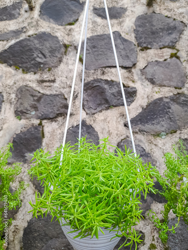 Early morning in front of the house close up of Scleranthus uncinatus Schur grass or green leaf flowers, in hanging pots. photo