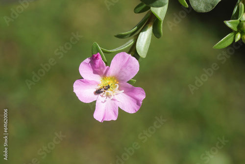 Closeup pink Little hogweed flower, pursley, common purslane (Portulaca oleracea). Family Portulacaceae. Small bee Hylaeus, family Colletidae. Summer, Dutch garden, August photo