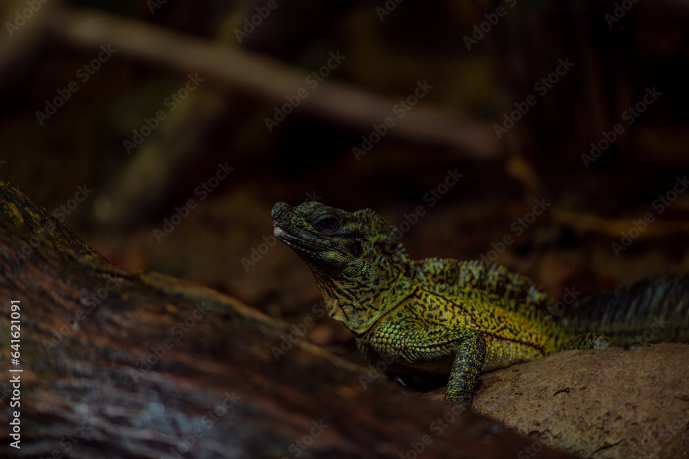The closeup of head of Hydrosaurus commonly known as the Sailfin Dragons The closeup of head of Hydrosaurus commonly known as the Sailfin Dragons