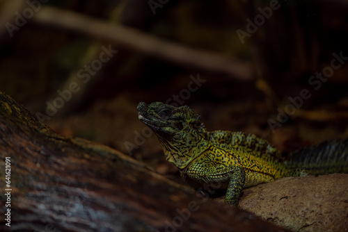 The closeup of head of Hydrosaurus commonly known as the Sailfin Dragons