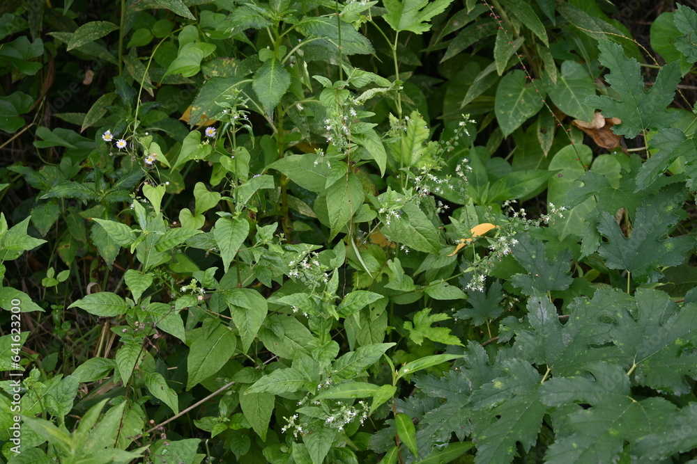 Circaea mollis flowers. Onagraceae pernnial plants. It has underground rhizomes and grows in wetlands. It produces small white flowers from August to September, and the fruit is hairy. Circaea mollis flowers. Onagraceae pernnial plants. It has underground rhizomes and grows in wetlands. It produces small white flowers from August to September, and the fruit is hairy.