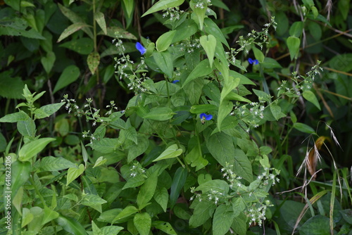 Obraz na płótnie Circaea mollis flowers