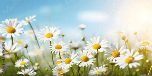Bright spring or summer cheerful image of field of blooming meadow flowers daisy 