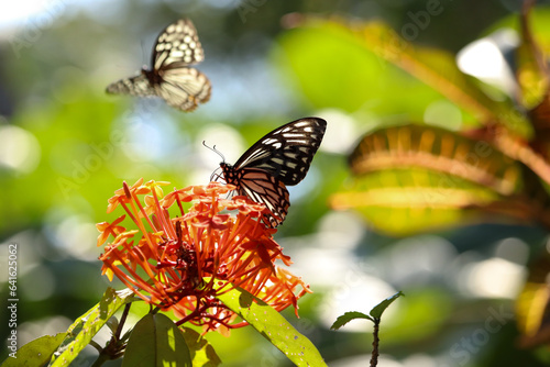 butterfly on a flower