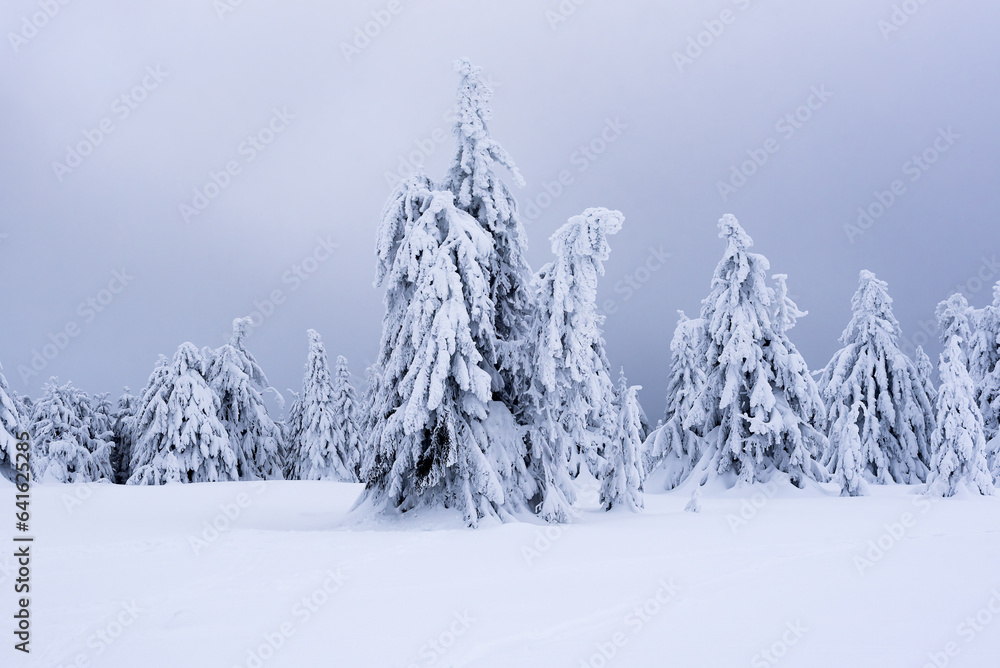 Surreal winter scene in the mountains with snow covered and frozen fir trees. Frosty outdoor scene of the mountain valley. Beauty of nature concept background.